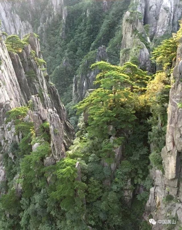 逃离诡异的森林